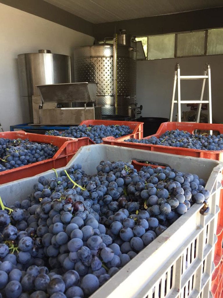 creates of black grapes at Karonis Distillery plant